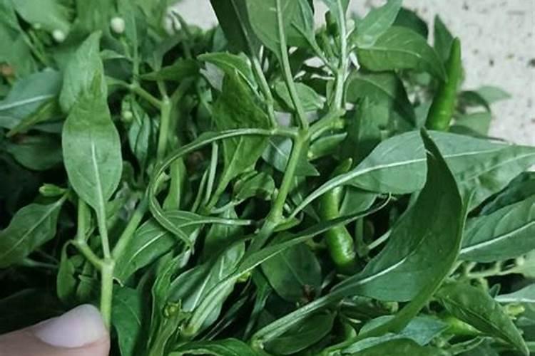 怎样使根茎植物膨大