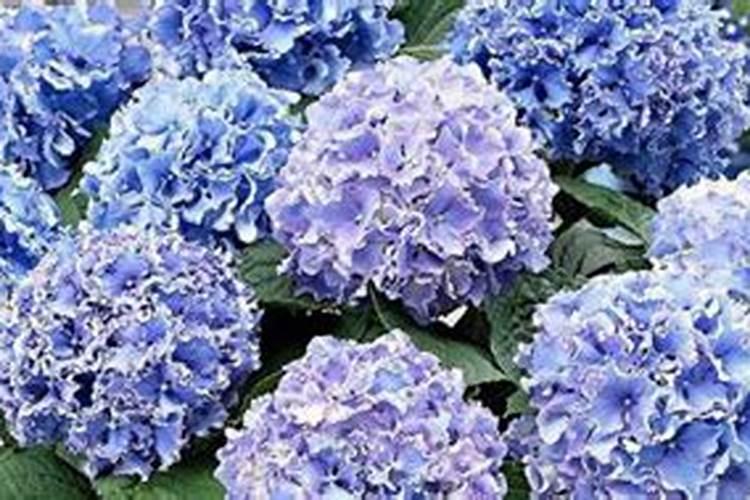 盆栽绣球花为什么不开花 盆栽绣球花怎么不开花