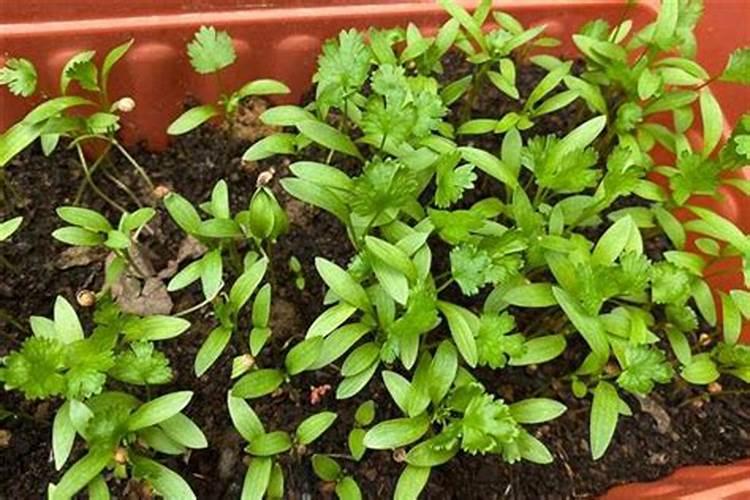 钙肥最佳施肥时间