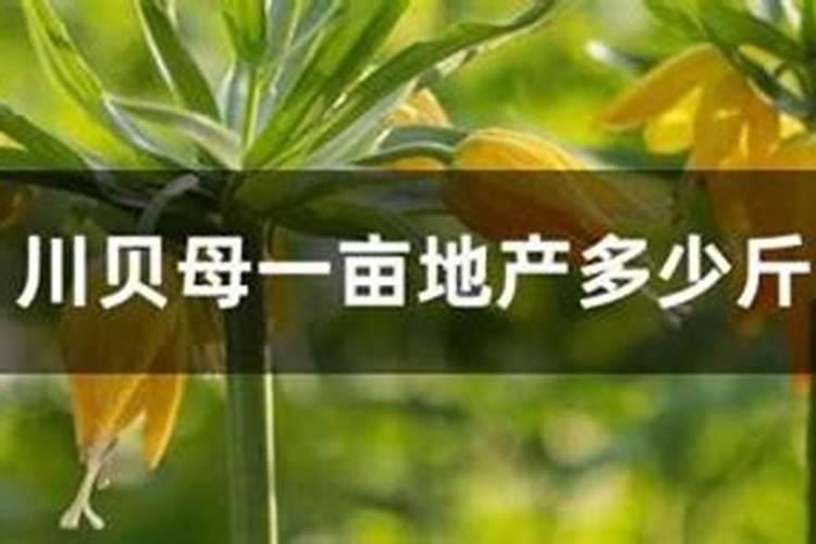 柽柳如何施肥