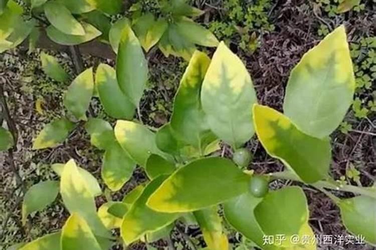 君子兰中心长出很多细叶子为什么