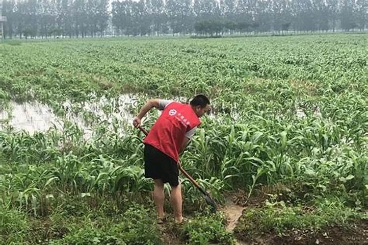 水淹田不适合施哪种氮肥 水淹田是什么意思
