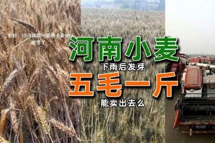 在水田进入淹水期的时候,哪种氮肥不适合施用