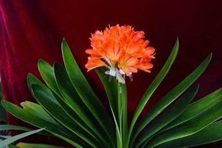 君子兰用什么叶面肥 君子兰的叶面肥介绍