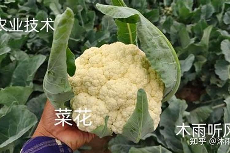 无公害花椰菜配方施肥技术 花椰菜怎么高产施肥
