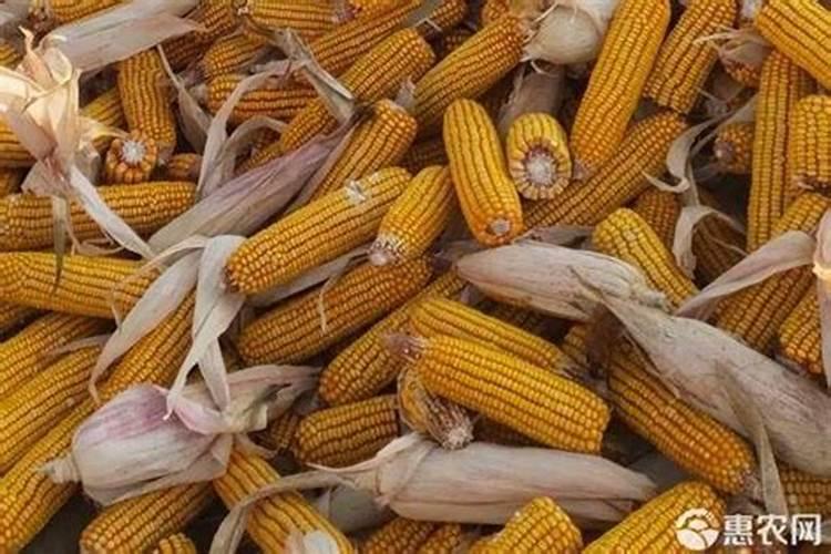 种玉米用什么化肥最好？