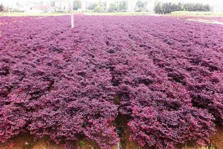 红花继木施什么肥料最好？
