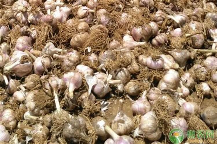 种大蒜用什么肥料好