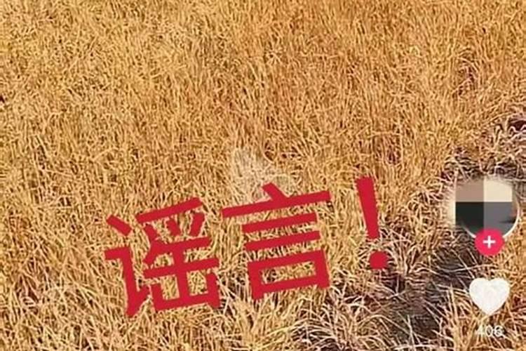 大蒜苗期用什么叶面肥