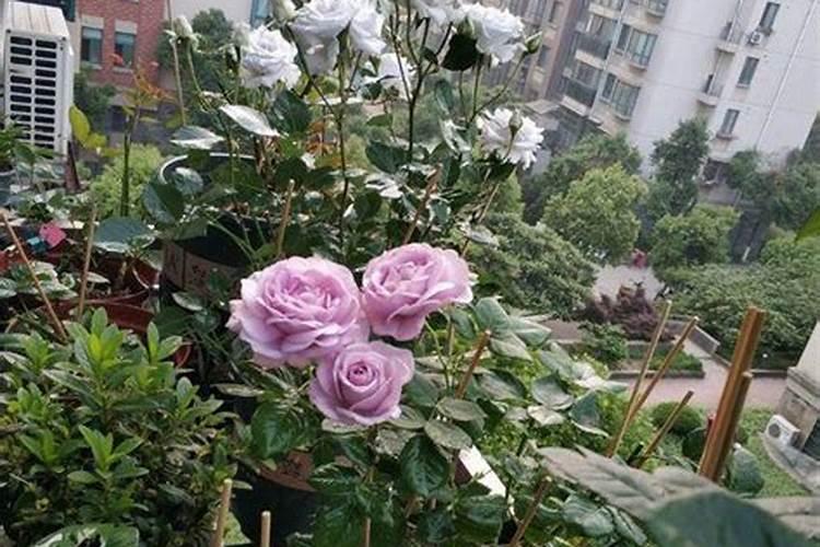怎么种辣椒？
