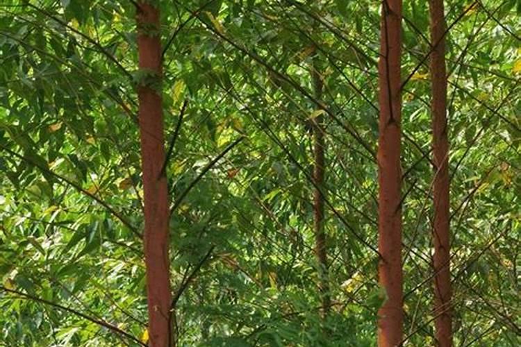 八号辣椒种植技术视频