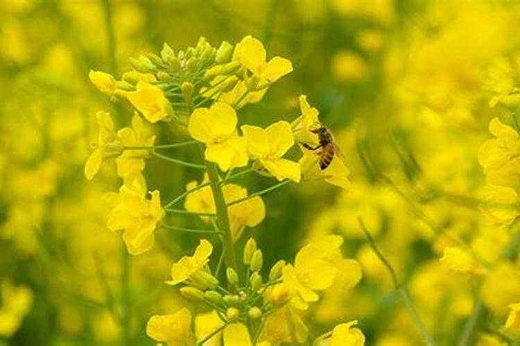 油菜专用肥料哪种好花卉百科