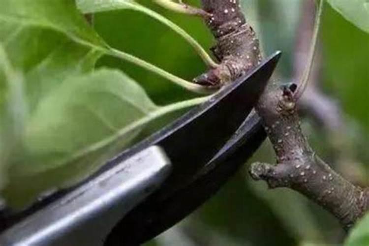 甜瓜定植后管理技术:肥水管理、温度管理等