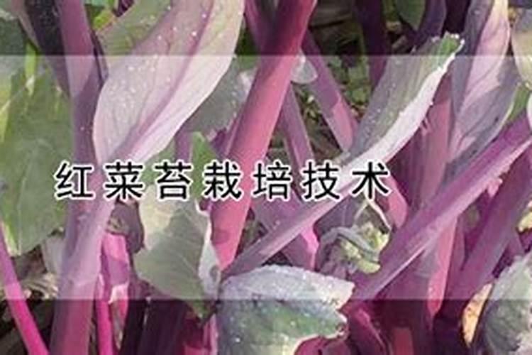 红菜苔施肥方法