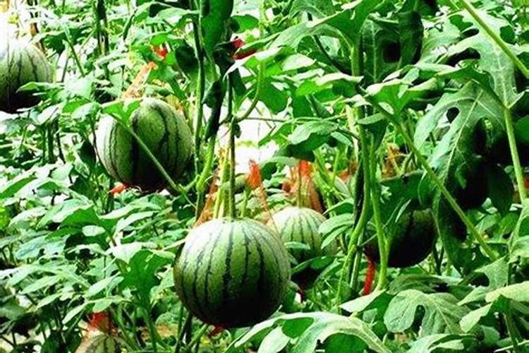 西瓜苗期用什么肥料好 西瓜应该怎么养殖