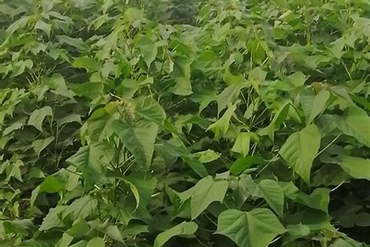 柑橘树施什么复合肥好呢？一年要施多少次？(大树)