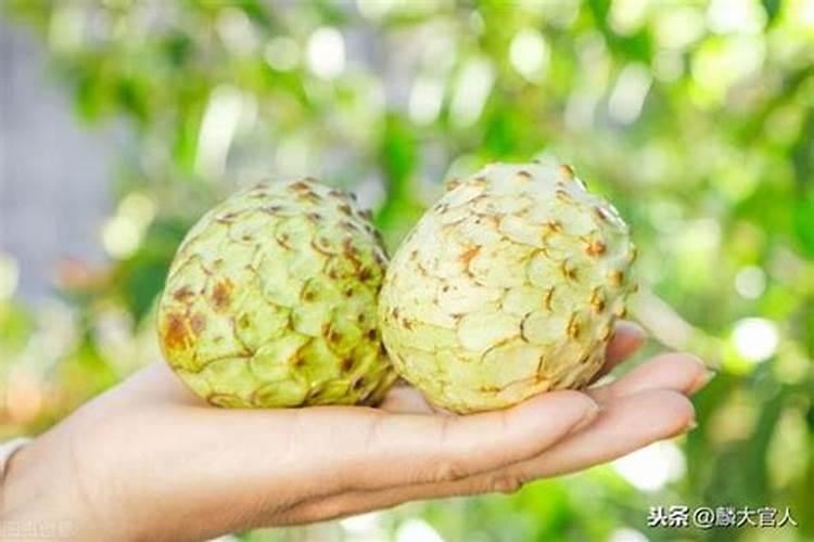 种释迦果施什么肥