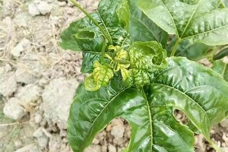 百香果不开花怎么办