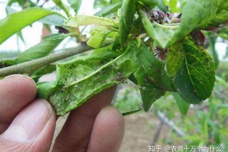 桃树开花后打什么药保果
