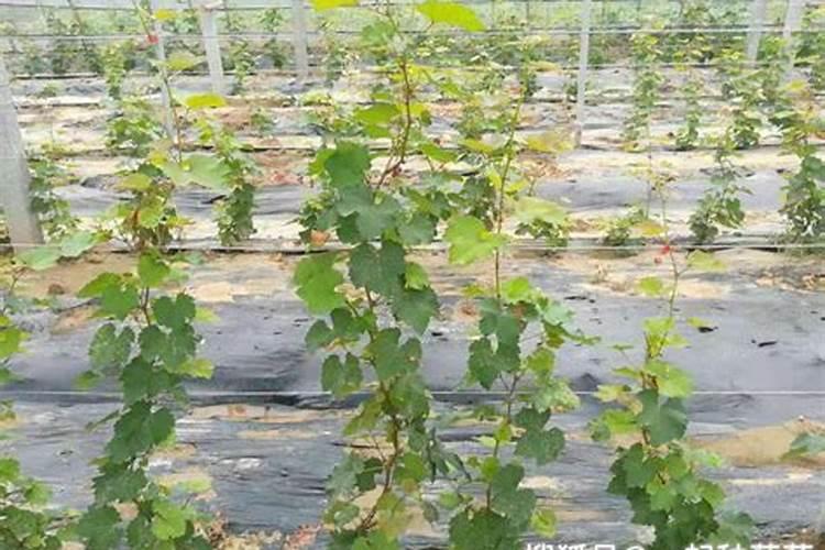 植物根系的重要作用是什么？如何促进作物根系生长呢？