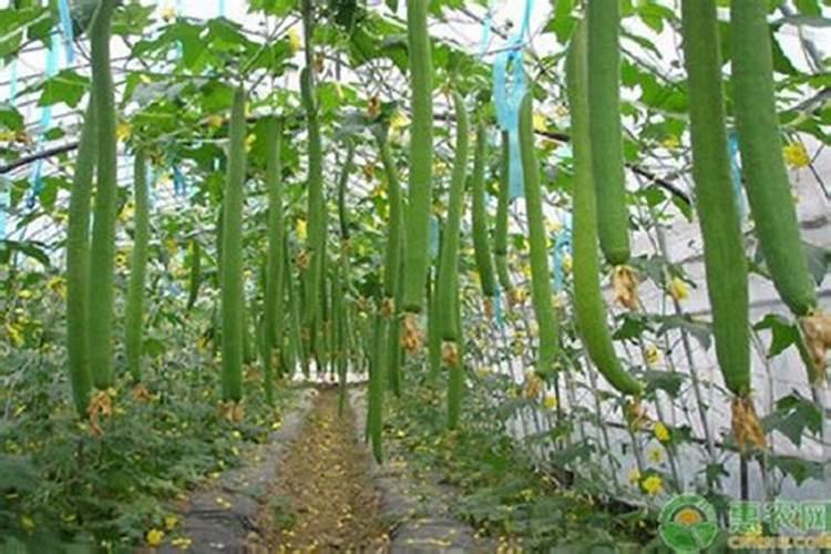 丝瓜最怕什么肥料