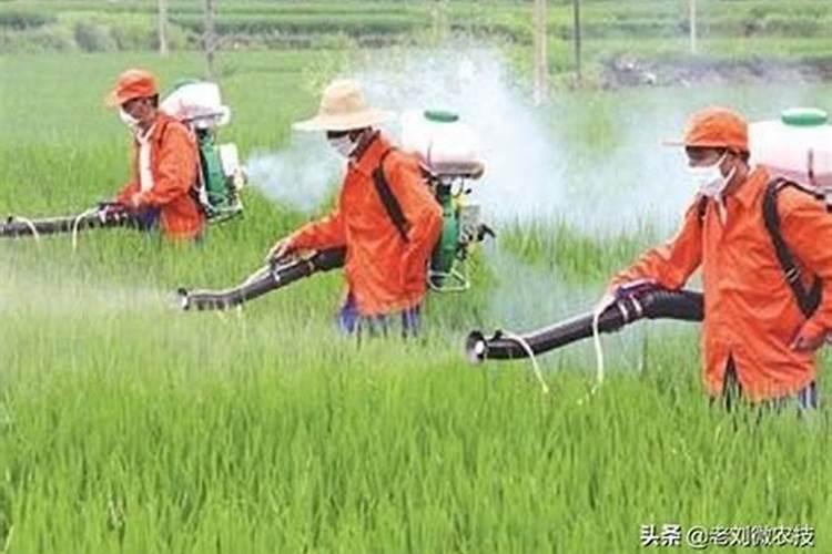 木耳最好的叶面肥叫什么