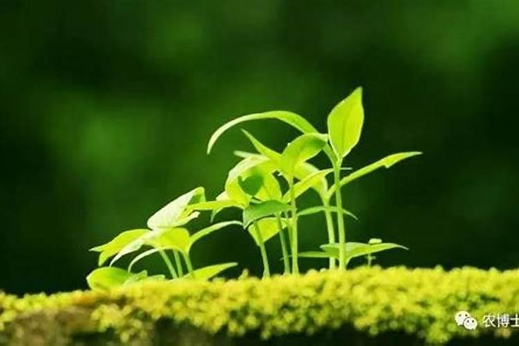 树苗用什么复合肥