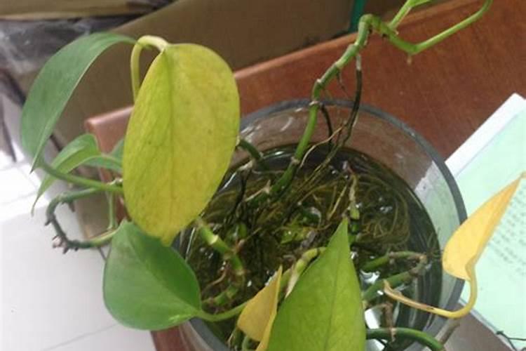 折耳根怎么种植