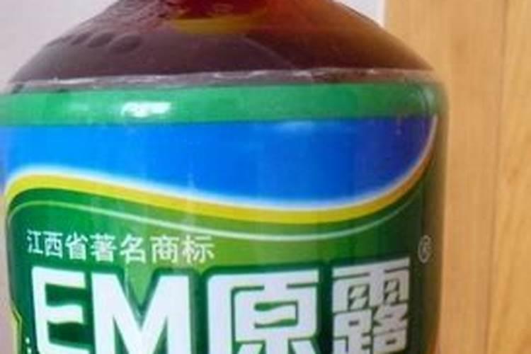 羊粪肥如何养三角梅开花一整盆