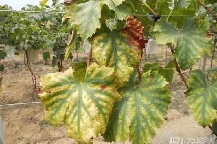 水培植物用什么肥料叶子绿最有效果