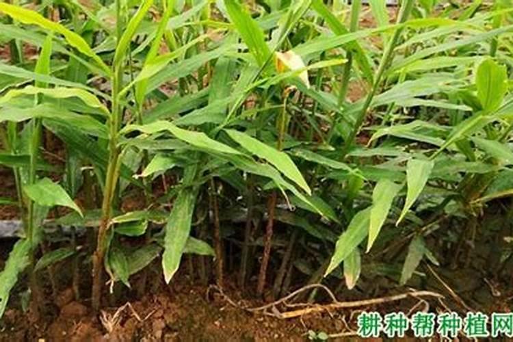 水溶肥什么牌子靠谱？