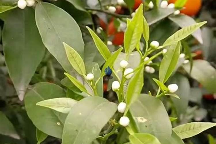 水稻锌肥可以与杀虫剂使用吗？