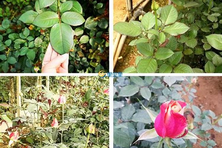 什么肥料可以给花施肥  适合各种花卉的肥料