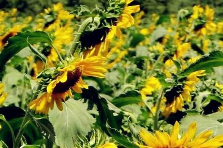 芦柑种植方法和注意事项 芦柑怎么施肥修剪