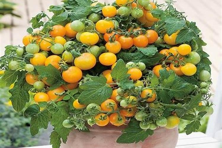 甲壳素腐植酸甲水容肥能用于大白菜吗？