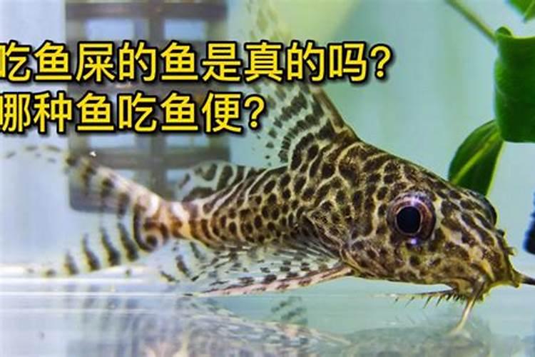 夏天养鱼为什么容易死