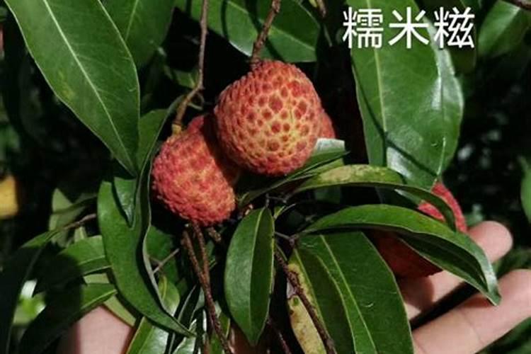 种荔枝施什么肥