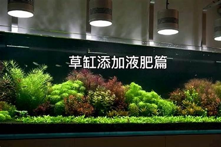 绿萝最好的肥料是啥