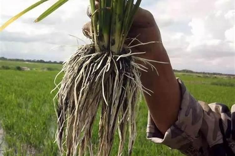 水稻在7月几号追穗肥