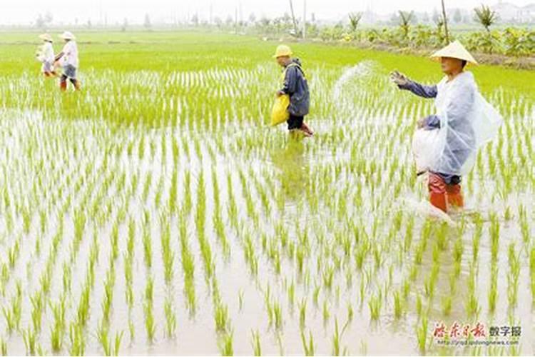 水稻各个时期的施肥量