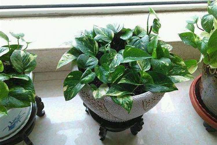 怎样给绿萝施肥