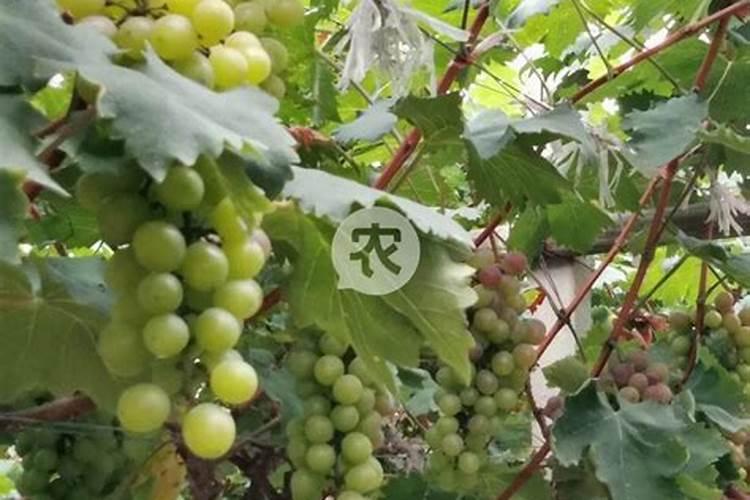 葡萄上糖期打什么叶面肥
