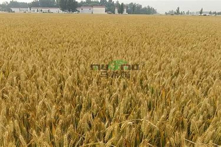 树苗施什么肥料什么时间施肥最好