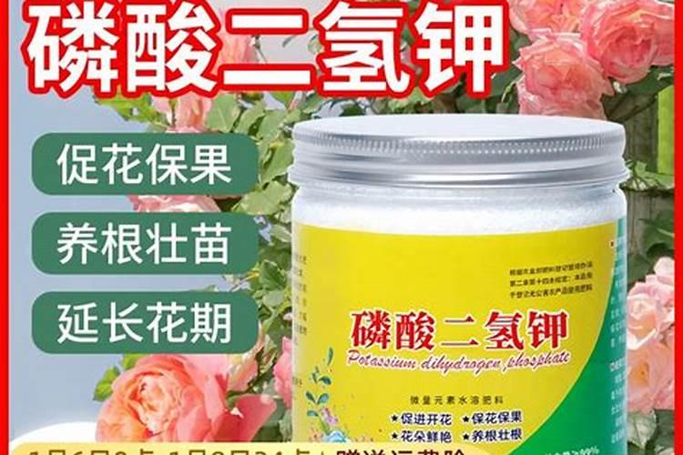 韭菜用什么肥料长得又肥又壮 肥料过多怎么办