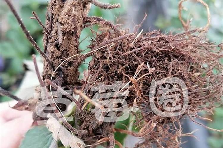 种植丹参用什么肥料最好
