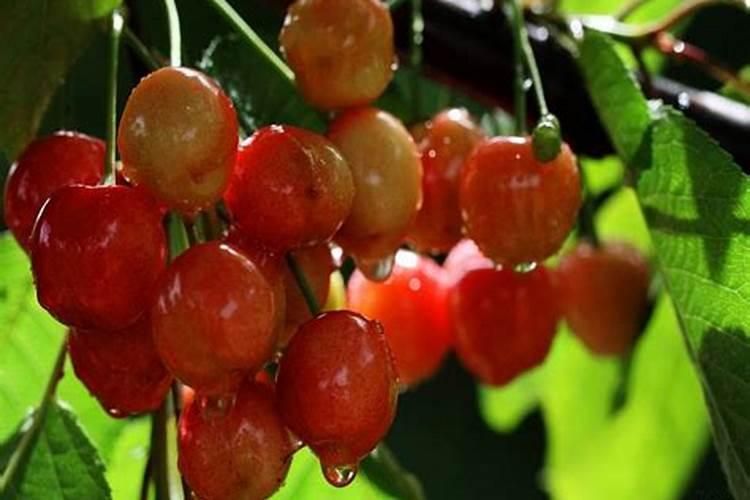 怎样用烂樱桃制作叶面肥料？