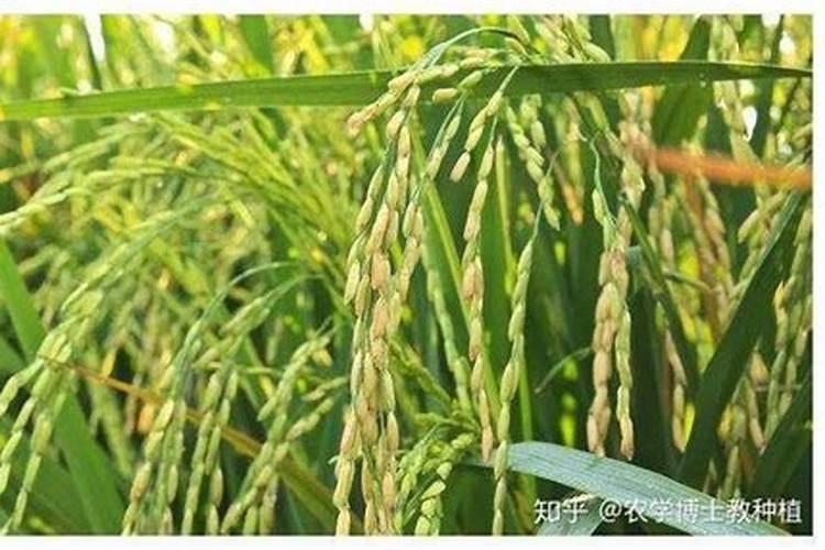 水稻拔节期是几月份 拔节期施什么肥好