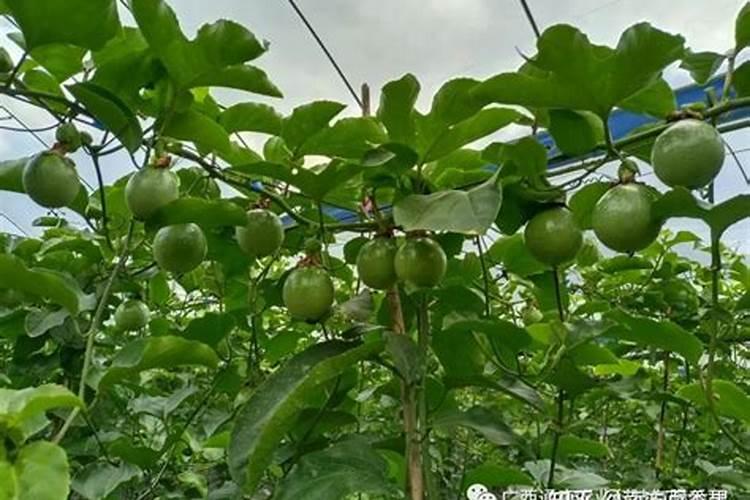 百香果叶有黄班,果子皱皱的,用什么药可治好