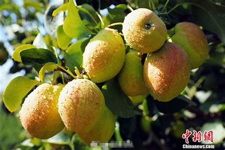 想要梨树增产,梨子膨大,怎么办？需要用什么梨子膨大素好？