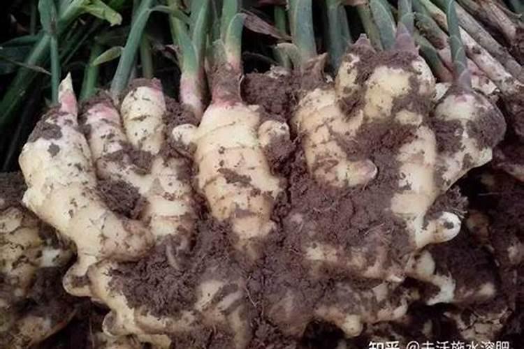 生姜出苗后用什么肥料 如何施肥效果好